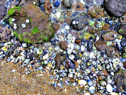 Dazzling colours of the seashells